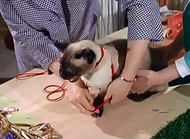 Cat's Accessories - Siamese cat being fitted with harness and collar