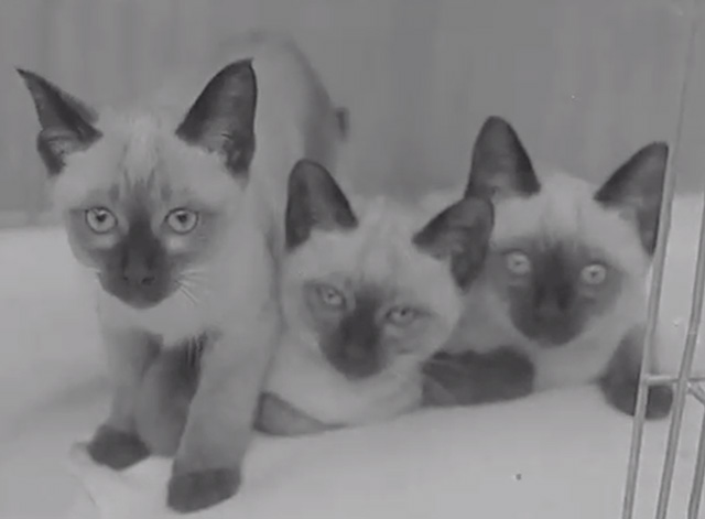 Cats and Dogs on Parade - three Siamese kittens in cage