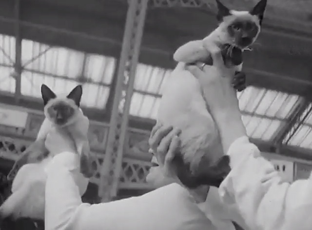 Cats and Dogs on Parade - two Siamese cats being held up high