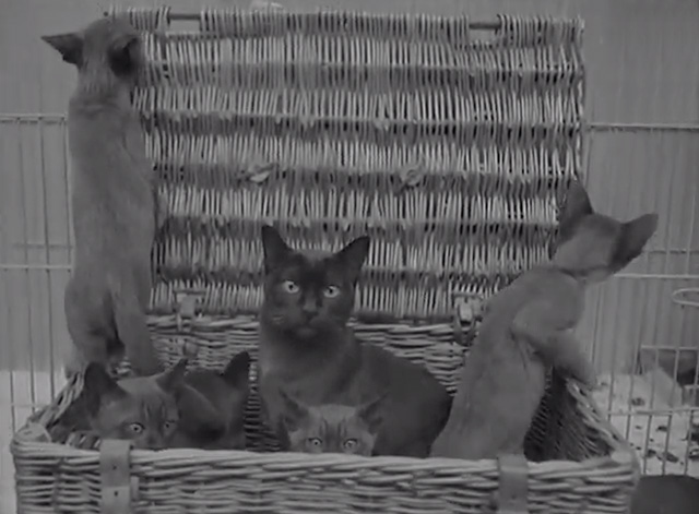 Cats and Dogs on Parade - mama cat and kittens in wicker basket