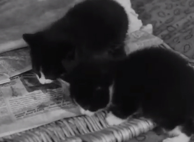 Cats' Home - tuxedo kittens eating meat
