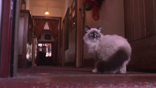 The Cat - Snowshoe Himalayan cat Billie in hallway