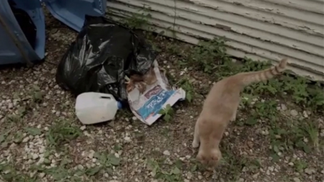Cat - orange tabby cat Lloyd in back yard by garbage