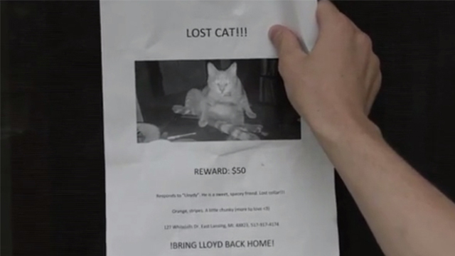 Cat - lost cat poster with photo of orange tabby cat Lloyd