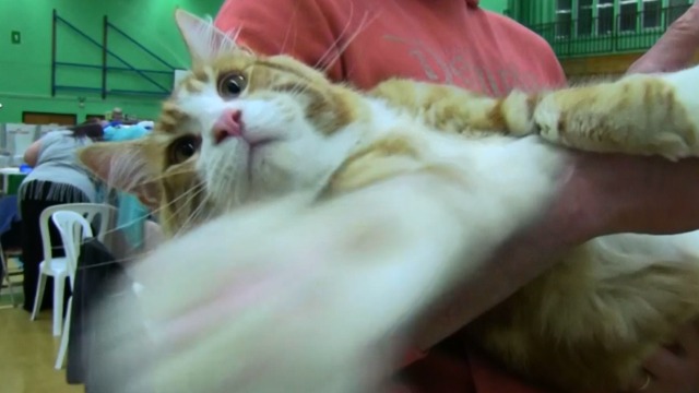 Cat Show - orange tabby cat with white