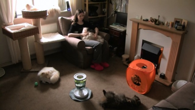 Cat Show - Carly at home with her Himalayan cats