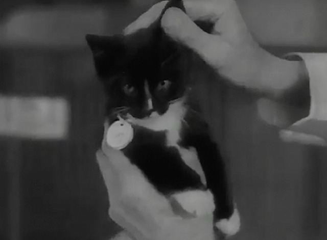 Cat Show 1953