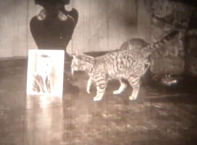 The Cat's Meow - tabby cat looking at picture of Eddie Harry Langdon