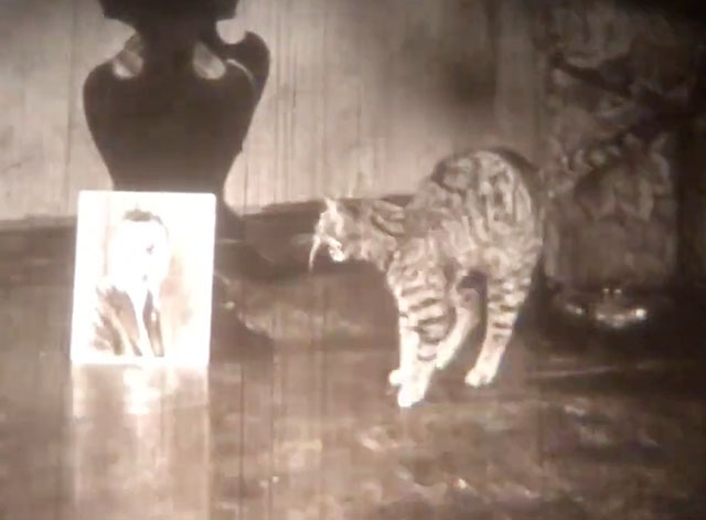 The Cat's Meow - tabby cat arching back and hissing at picture of Eddie Harry Langdon