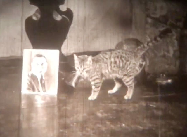 The Cat's Meow - tabby cat next to picture of Eddie Harry Langdon