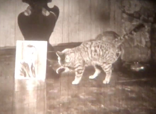 The Cat's Meow - tabby cat preening next to picture of Eddie Harry Langdon