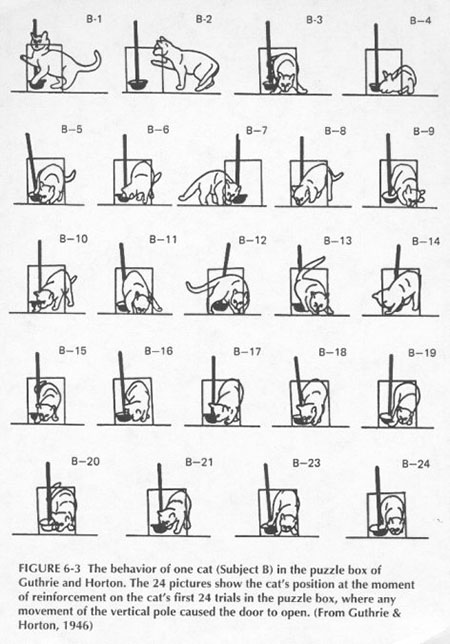 Cats in a Puzzle Box - illustrations of cats solving pole problem