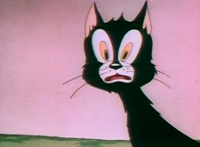 The Cat's Tale - close up of nervous tuxedo cat