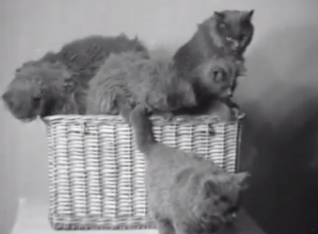 Catty Comments - blue Persian cat and kittens in basket