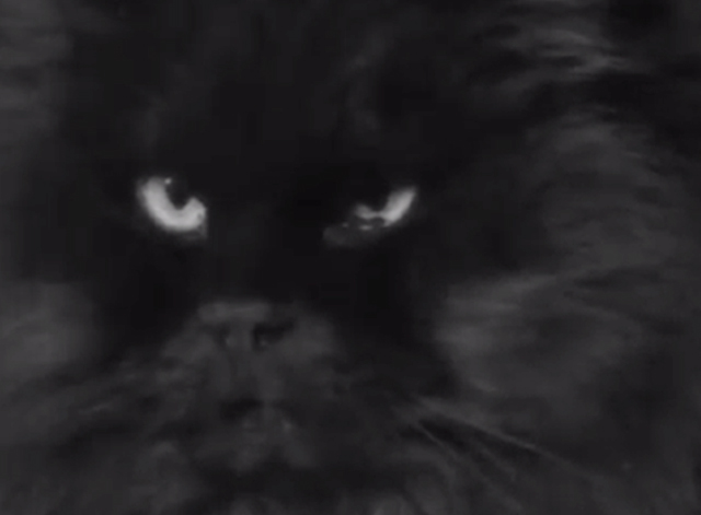 Catty Comments - close up of black Persian cat face