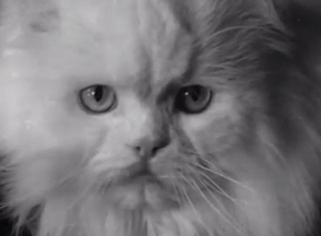 Catty Comments - close up of white Persian cat face