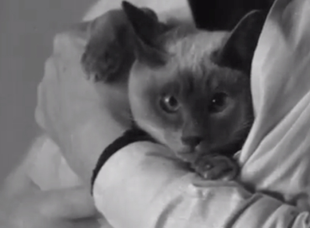 Catty Comments - Siamese cat being held in woman's arms