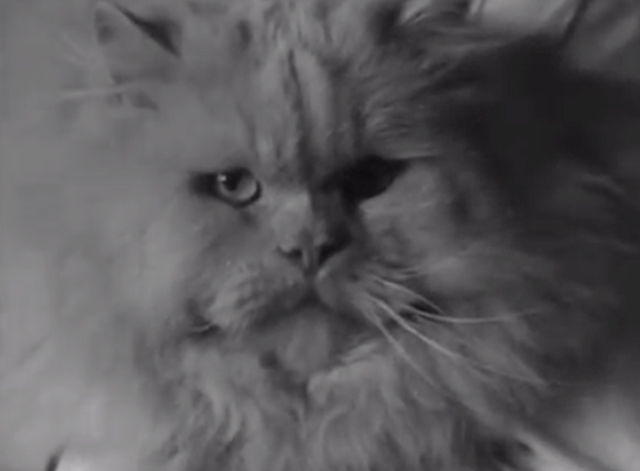 Catty Comments - close up of Persian cat face