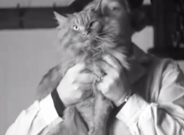 Catty Comments - long haired tabby cat being held up by woman