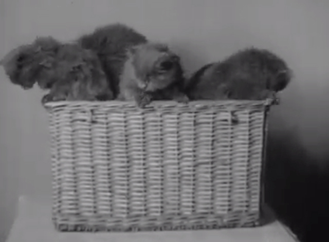 Catty Comments - blue Persian kittens in basket