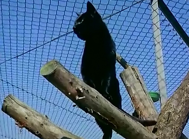 Cat Village - black cat on cat tree