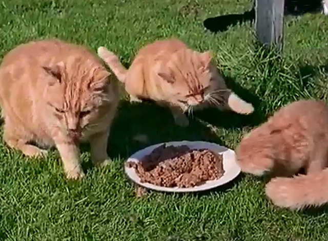 Cat Village - cats fighting over food