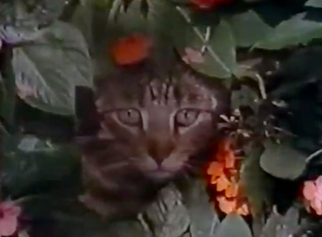 The Cat Who Drank and Used Too Much - tabby cat Pat hiding in flower bushes