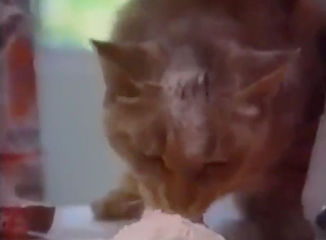 The Cat Who Drank and Used Too Much - tabby cat Pat licking at pile of flour