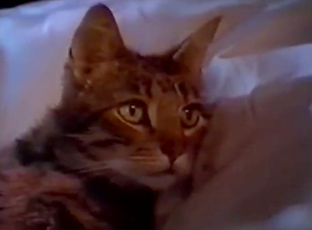 The Cat Who Drank and Used Too Much - tabby cat Pat wide awake in bed