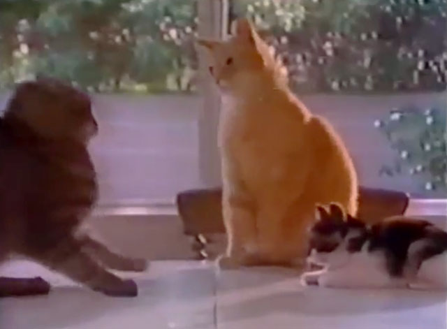 The Cat Who Drank and Used Too Much - tabby cat Pat hissing at ginger tabby cat and calico kitten
