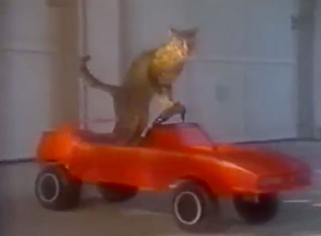 The Cat Who Drank and Used Too Much - tabby cat Pat in small red car