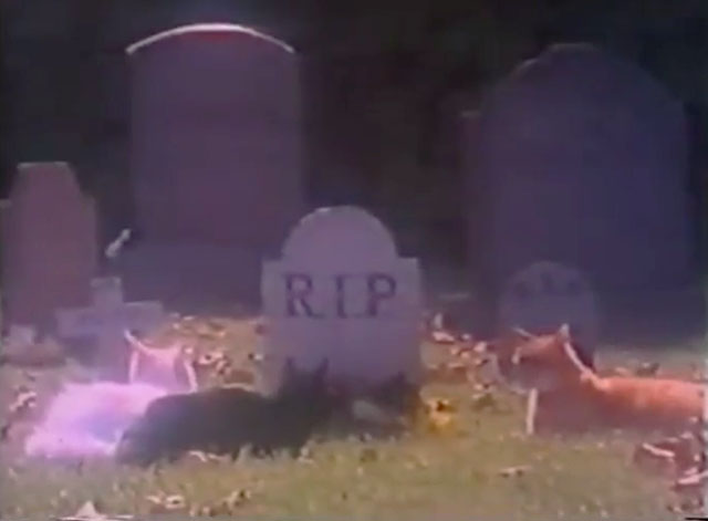 The Cat Who Drank and Used Too Much - cats gathered around Pat's grave