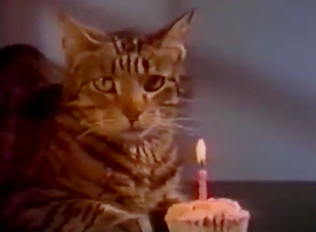 The Cat Who Drank and Used Too Much - tabby cat Pat and cupcake with one candle