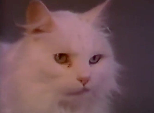 The Cat Who Drank and Used Too Much - longhair white cat close