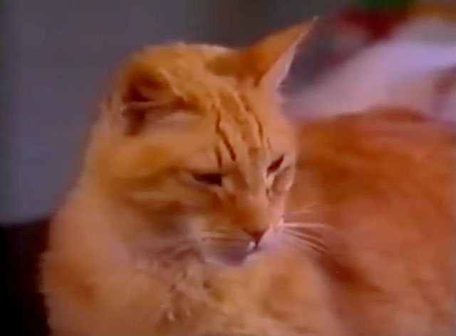 The Cat Who Drank and Used Too Much - ginger tabby cat close