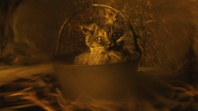 The Cat with Hands - cat in bucket