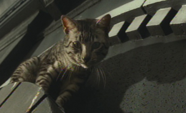 Catwoman - Mau cat Midnight above window