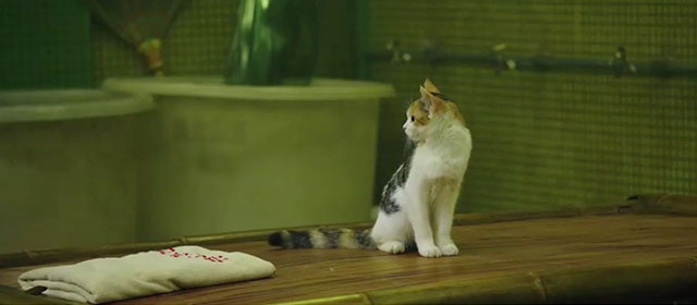 Caught in Time - calico kitten sitting in bathhouse
