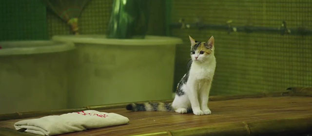 Caught in Time - calico kitten sitting in bathhouse