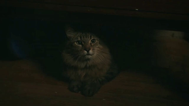 Caught Stealing - longhair brown tabby cat Bud Tonic