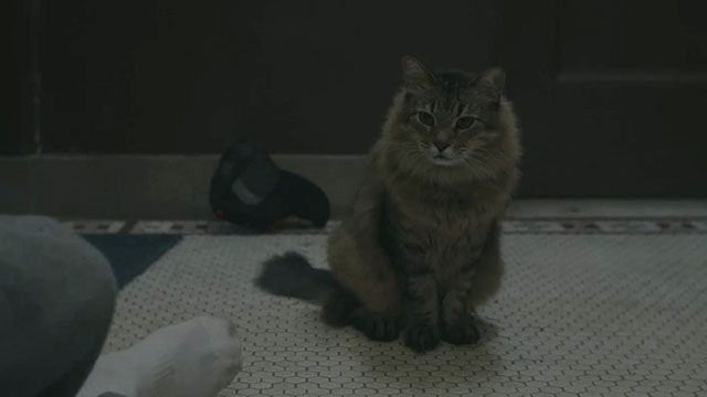 Caught Stealing - longhair brown tabby cat Bud Tonic looking concerned