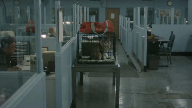 Caught Stealing - longhair brown tabby cat Bud Tonic in cage