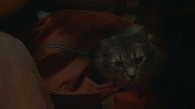 Caught Stealing - longhair brown tabby cat Bud Tonic in orange bag