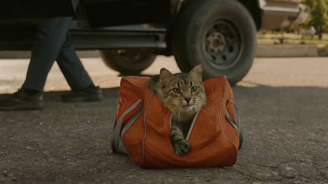 Caught Stealing - longhair brown tabby cat Bud Tonic in bag