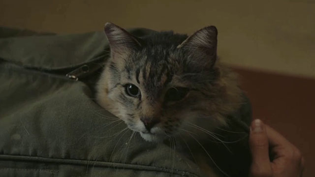 Caught Stealing - longhair brown tabby cat Bud Tonic in bag