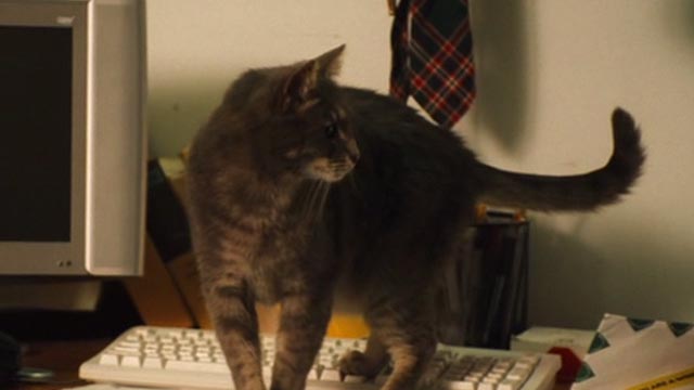 The Celestine Prophecy - gray tabby cat Meredith on desk
