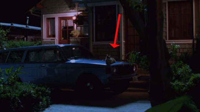 The Cell - orange tabby cat on car