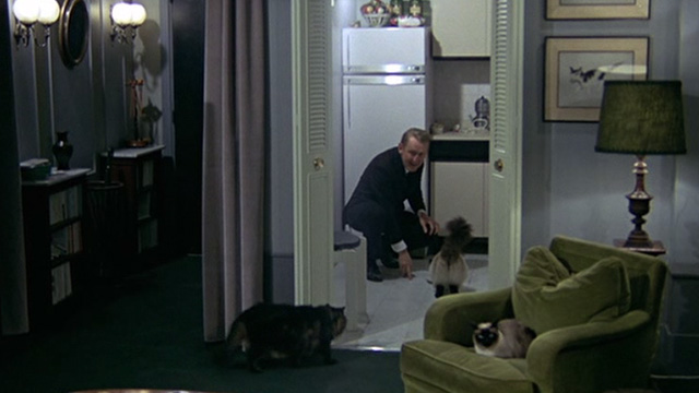 Le Cercle Rouge - Mattei André Bourvil feeding Himalayan Griffaulait Maine Coon Fiorello and Siamese Aufréne