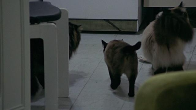 Le Cercle Rouge - Himalayan Griffaulait Maine Coon Fiorello and Siamese Aufrène in kitchen