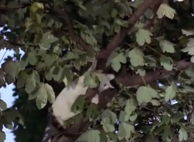 Cerf-volant du bout du monde - white cat with black tabby tail Minou in tree